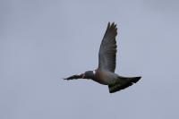 Columba palumbus