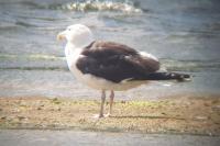 Larus marinus
