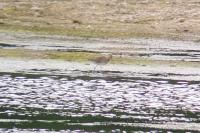 Limosa limosa