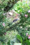 Garrulus glandarius