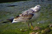 Chroicocephalus ridibundus