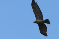 Circaetus gallicus