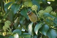 Regulus ignicapilla