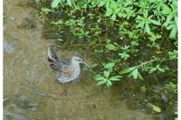 Rallus aquaticus