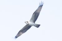 Pandion haliaetus