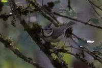 Lophophanes cristatus