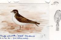 Calandrella brachydactyla