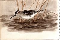 Calidris falcinellus