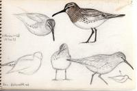 Calidris falcinellus