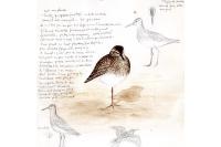 Calidris melanotos