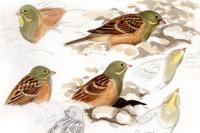 Emberiza hortulana