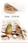Emberiza hortulana
