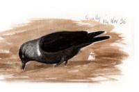 Corvus monedula soemmeringii