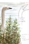 Cygnus cygnus