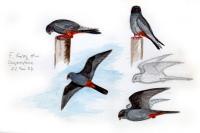 Falco vespertinus