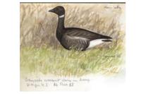 Branta bernicla