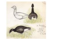 Branta bernicla