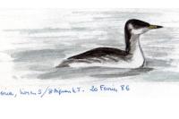 Podiceps grisegena