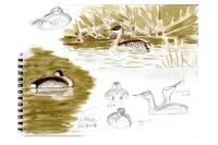 Podiceps grisegena
