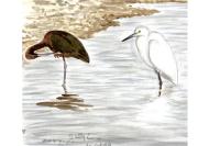Plegadis falcinellus