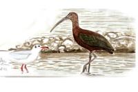Plegadis falcinellus