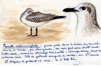 Ichthyaetus melanocephalus