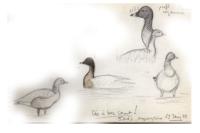 Anser brachyrhynchus