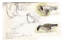 Anser brachyrhynchus