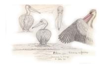 Pelecanus rufescens