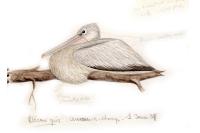 Pelecanus rufescens