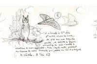 Otus scops