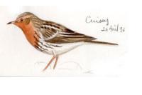 Anthus cervinus