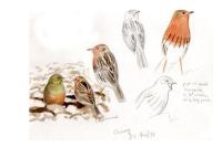 Anthus cervinus