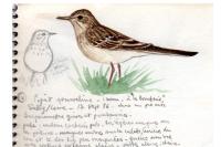 Anthus campestris