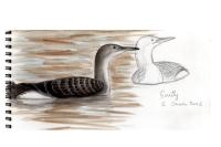 Gavia arctica