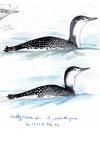 Gavia stellata