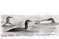 Gavia stellata