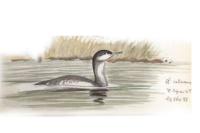 Gavia stellata