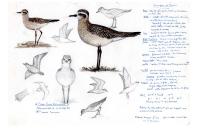 Pluvialis dominica