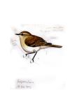 Phylloscopus collybita tristis