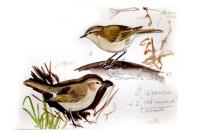 Phylloscopus collybita tristis