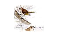 Phylloscopus collybita tristis