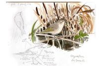 Phylloscopus collybita tristis