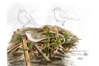 Phylloscopus collybita tristis