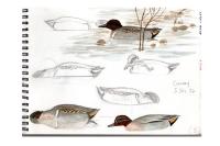 Anas crecca carolinensis