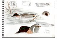 Anas crecca carolinensis