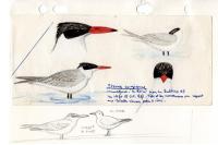 Hydroprogne caspia