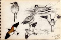Vanellus gregarius