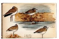 Vanellus gregarius
