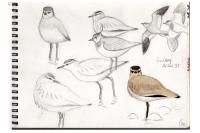 Vanellus gregarius